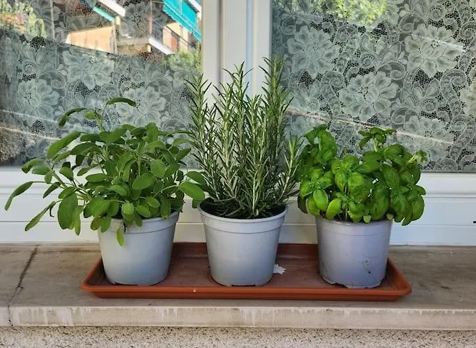 Marina * راباللو